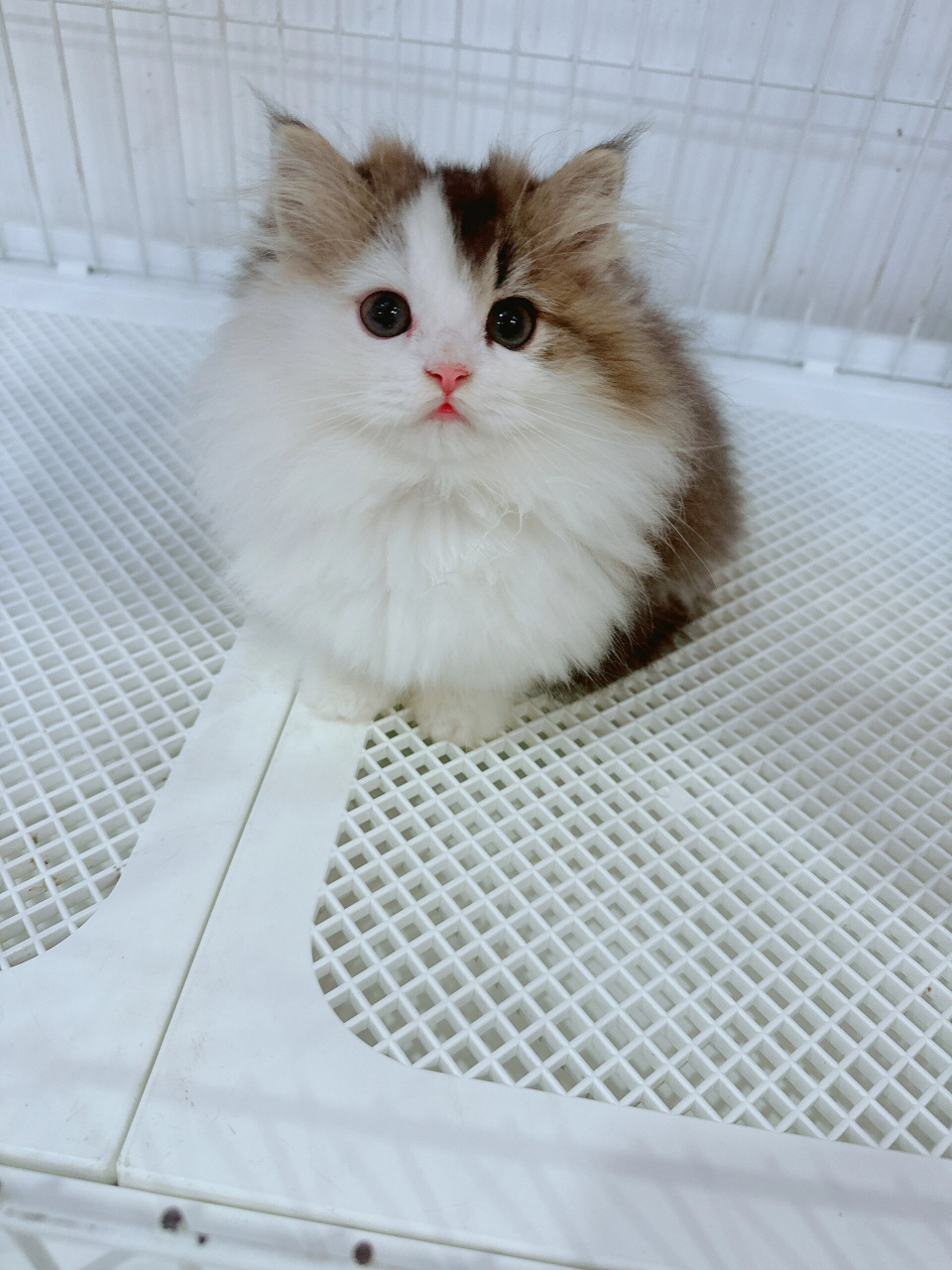 闺蜜家的三花猫咪  今天去闺蜜家玩,一进门就被她家里那只可爱的三花