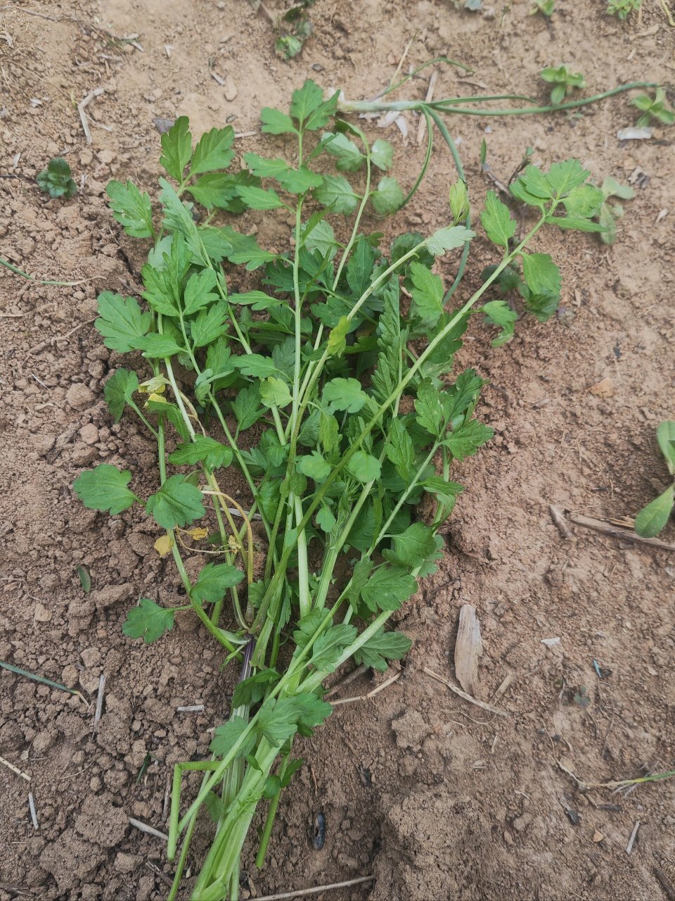 鸭脚板野菜百科图片