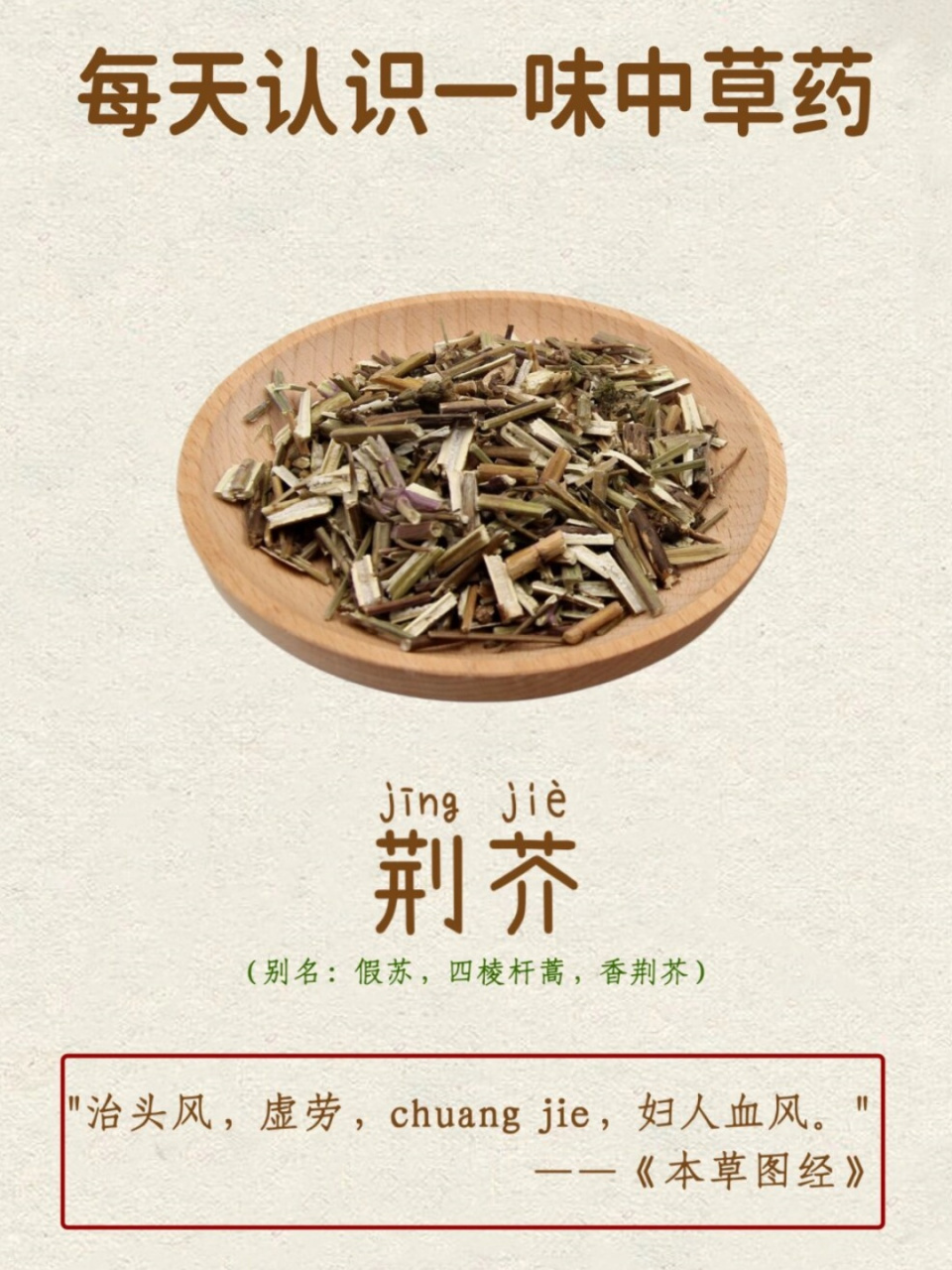 荆芥的功效与作用禁忌图片