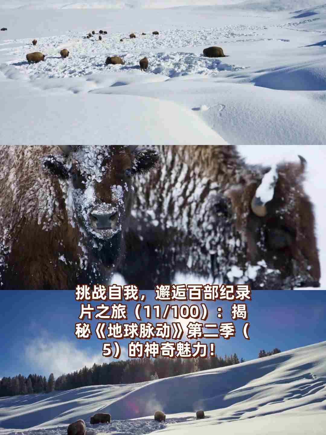 挑战自我,邂逅百部纪录片之旅(11/100):揭秘《地球脉动》第二季(5)的