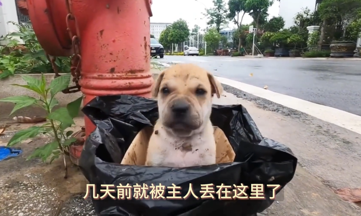 小狗狗呆呆地坐在马路边,苦苦等待主人归来,却不知已被主人抛弃