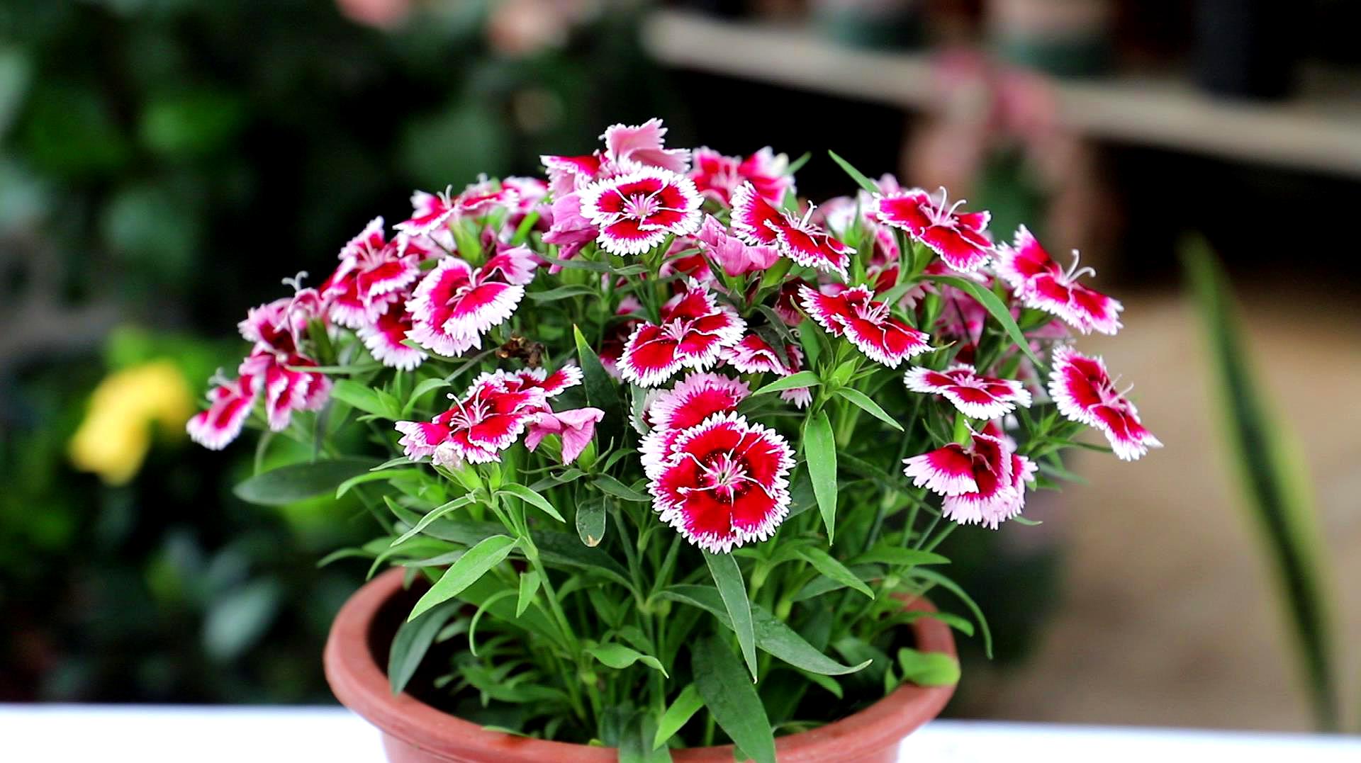 石竹怎么养?盆栽石竹养护方法详解