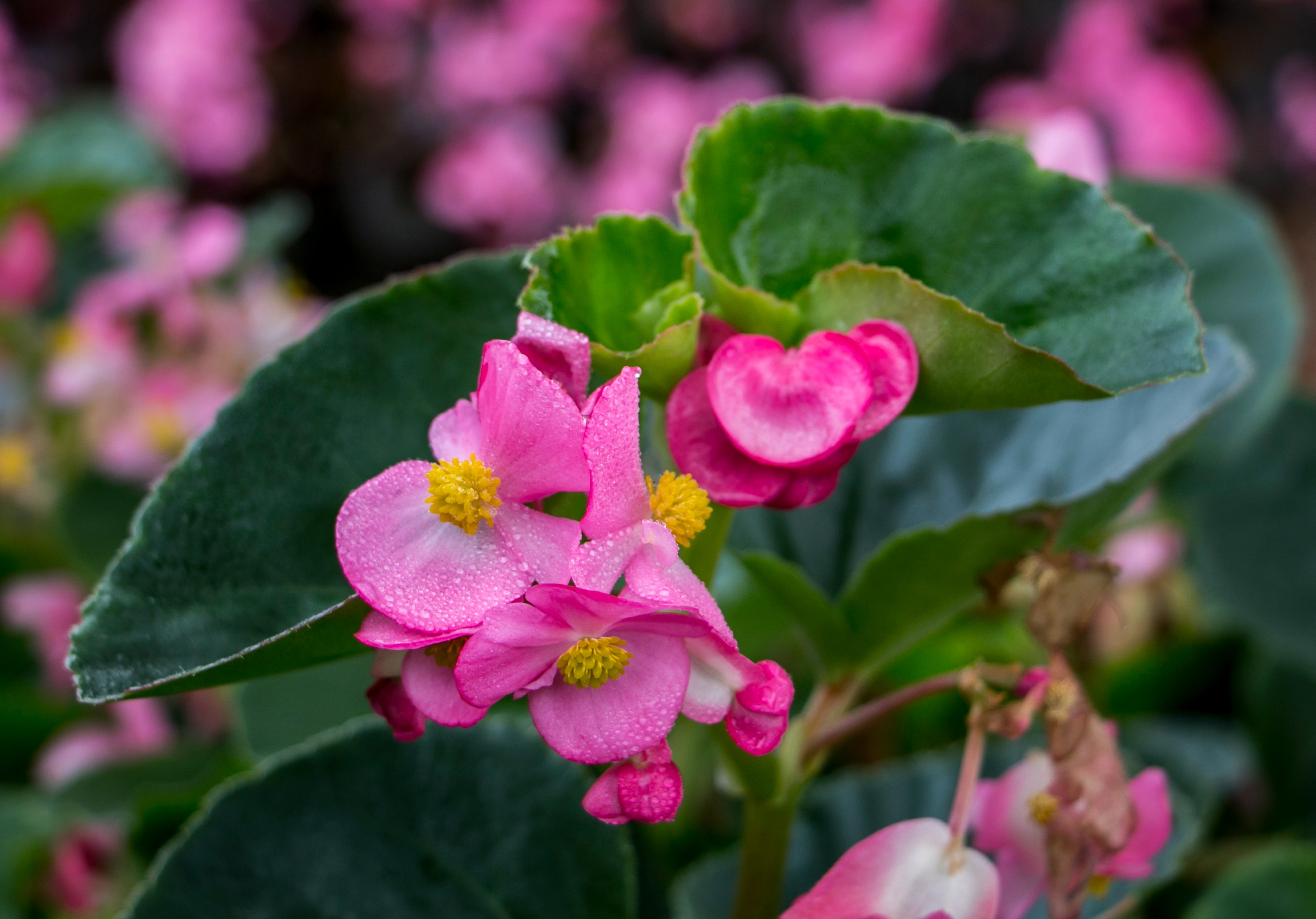 四季海棠如何种植与养护才能保持四季开花?