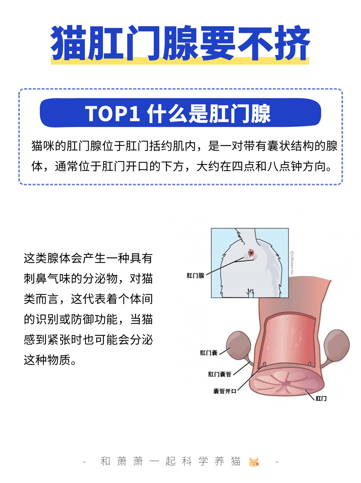 猫怎么挤肛门腺图解图片