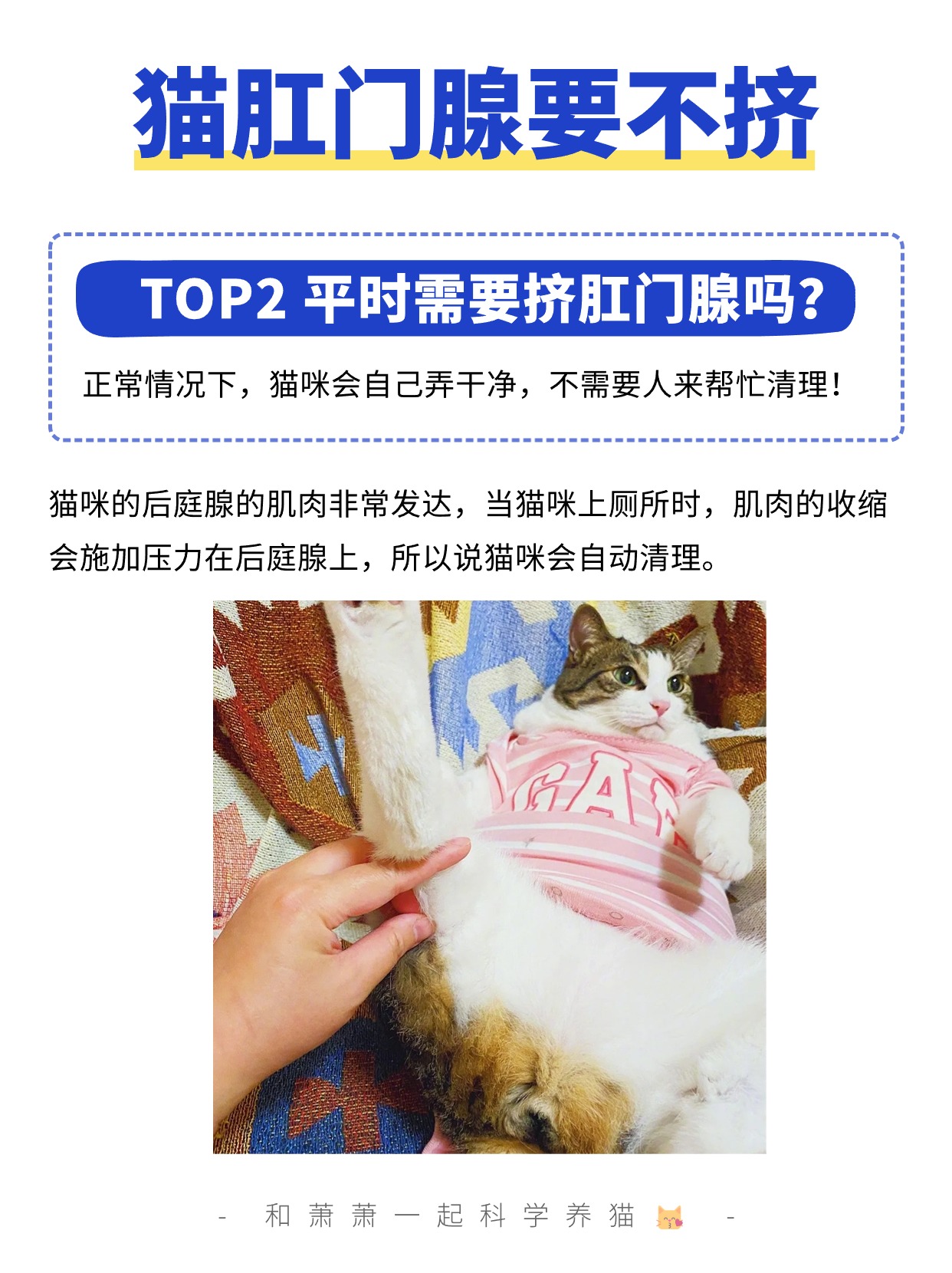 猫怎么挤肛门腺图解图片