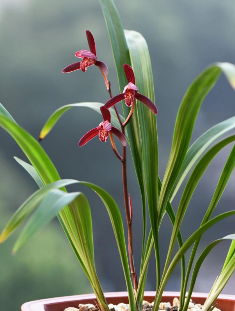 兰花鉴赏:建兰"三剑客"之首,花开灵动飘逸,形似蜻蜓翩翩起舞