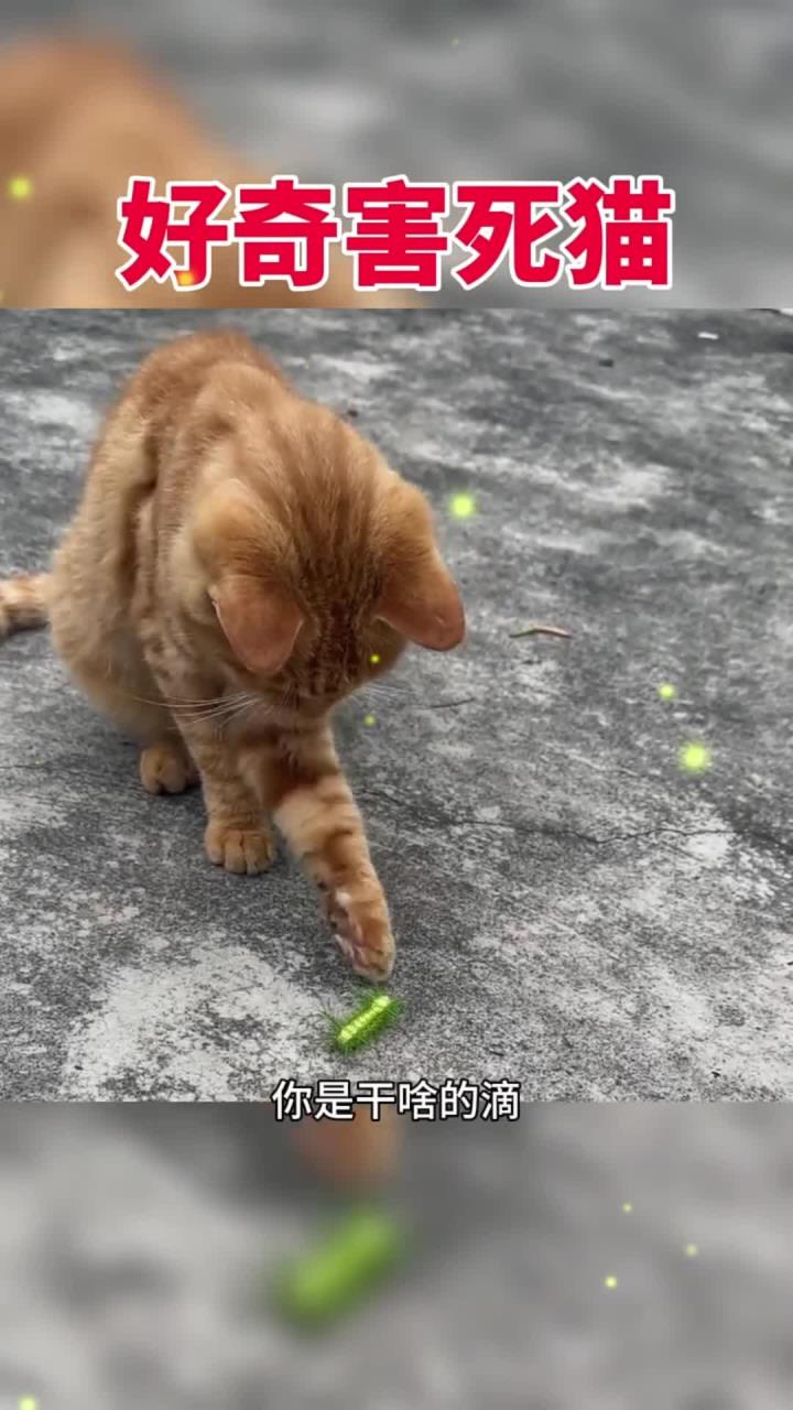 好奇害死猫,果然是至理名言
