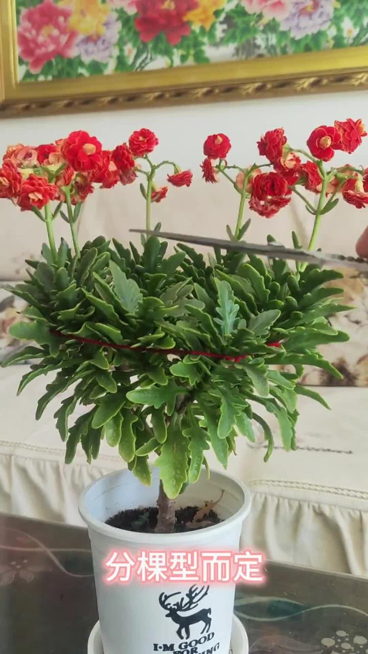 长寿花的修剪,看完这个视频,让你少走弯路