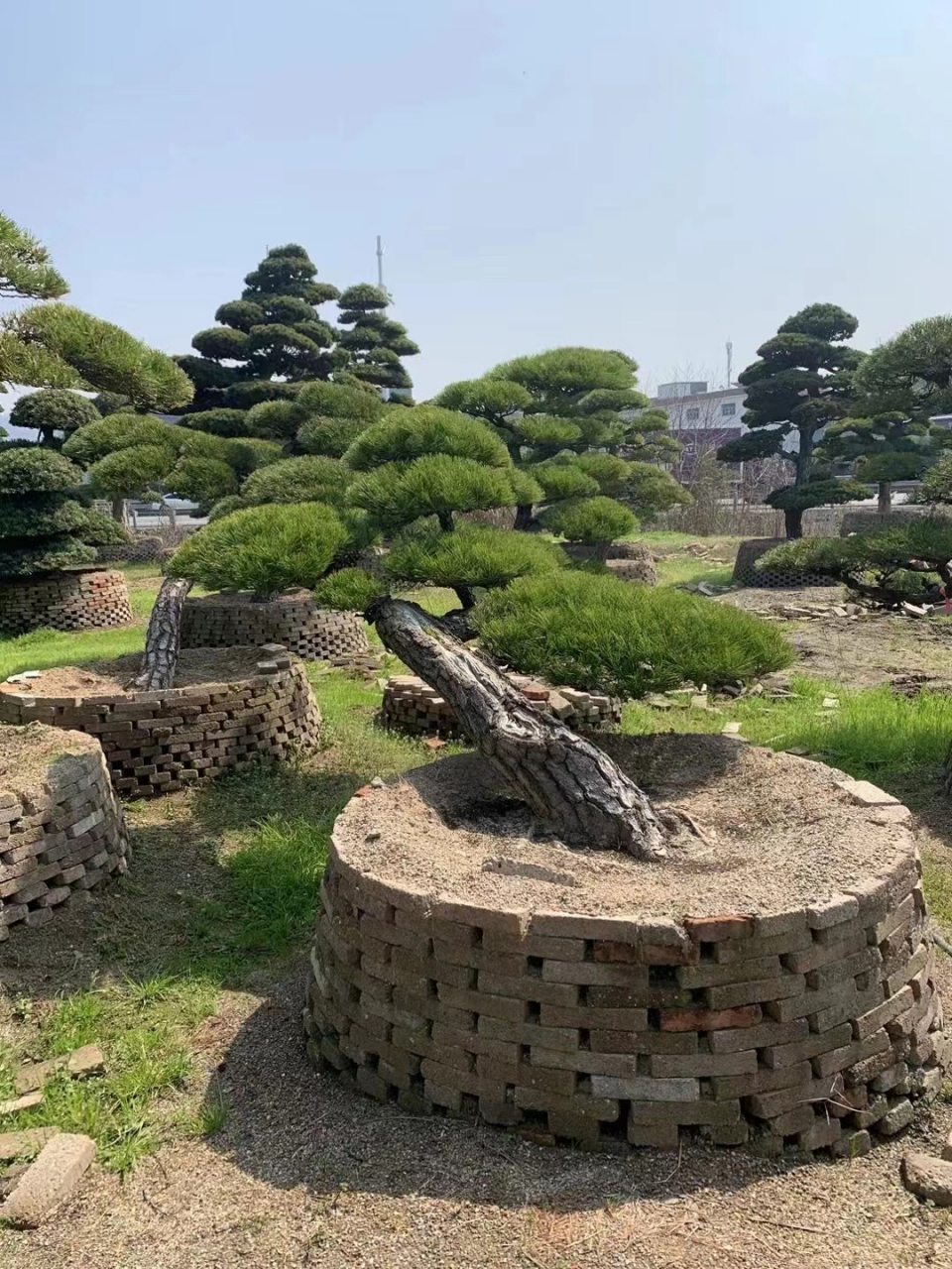 大型造型黑松,欢迎大家来看实物