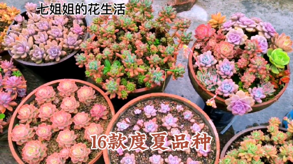 多肉植物排行榜来了,分享16款易度夏的品种,有露台的花友可入手