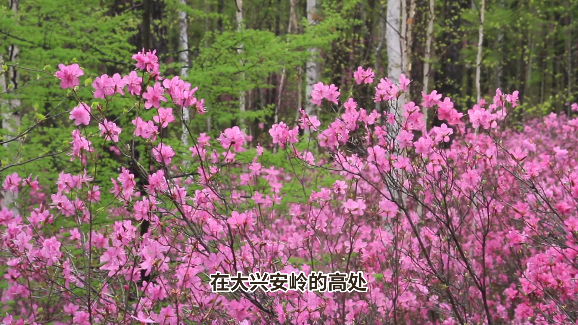 兴安杜鹃花游玩攻略