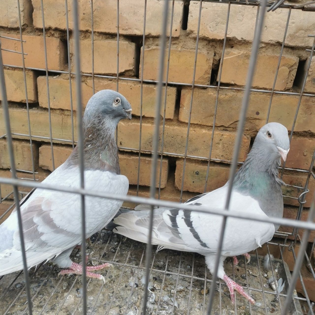 尼姑鸽子一对,蛇头鸽子一对,毛脚翻翻,宠物分享!
