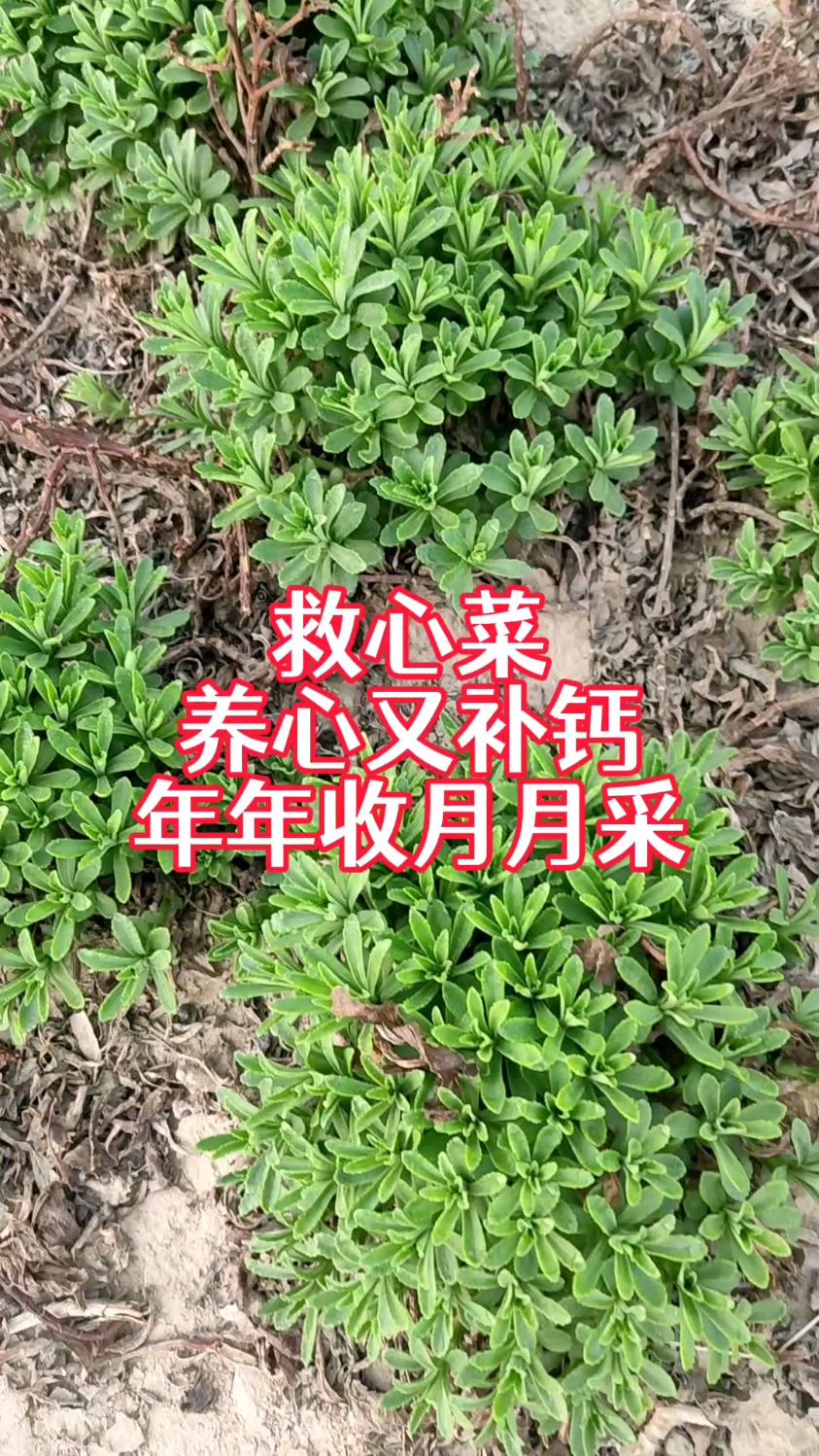3月份一定要种一盆救心菜,养心又补钙,南方北方都能种,年年摘