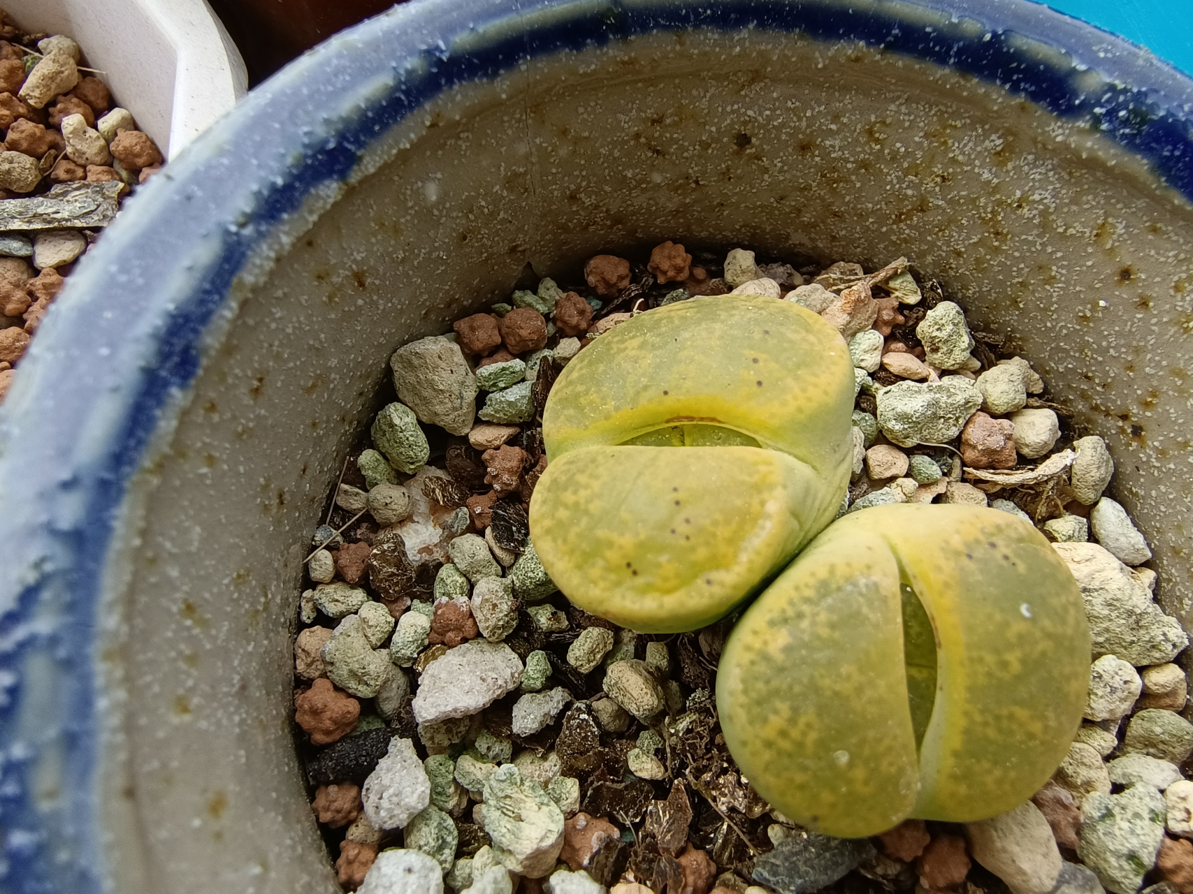 脱皮的生石花最可爱了,看着它张开嘴慢慢长出一个新头来,老皮最后薄成