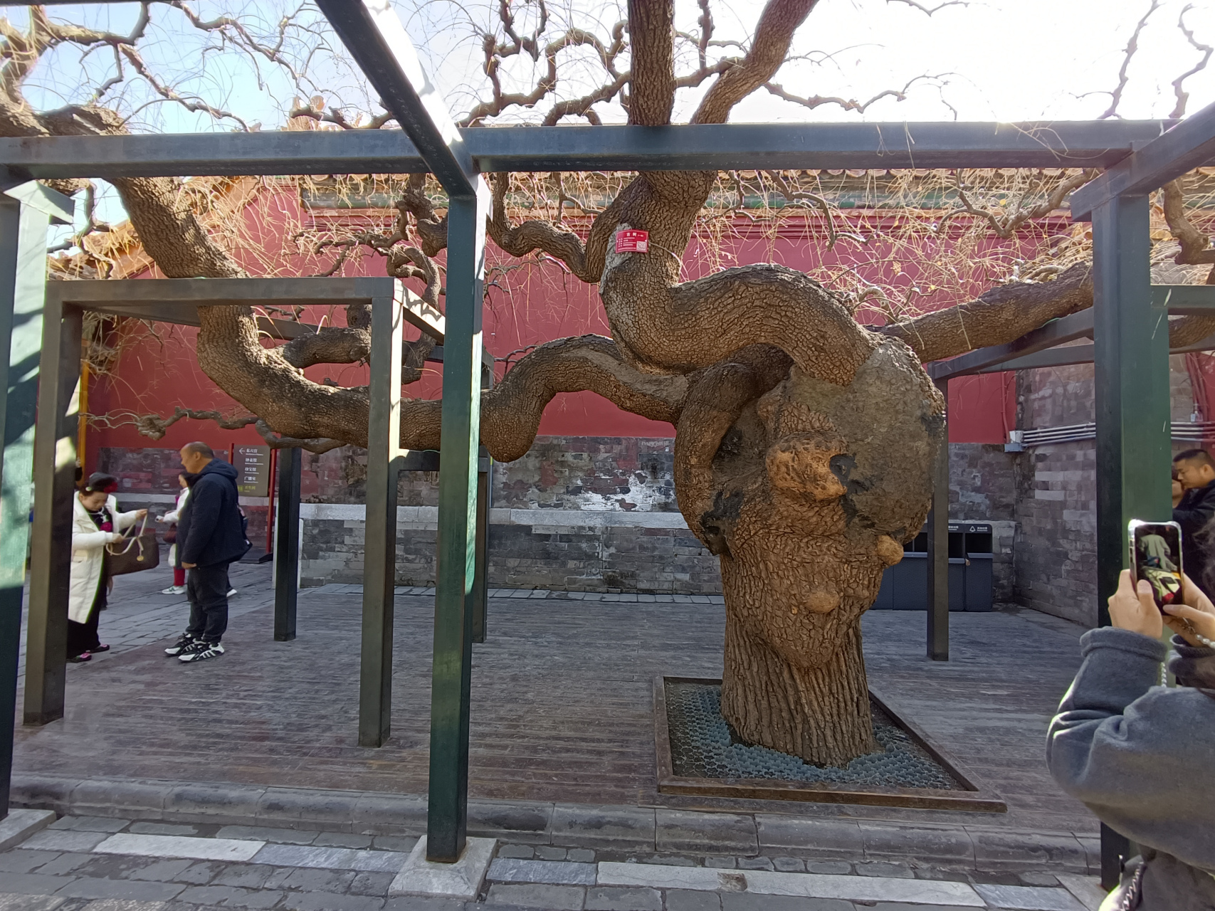 你见过占地20多平米,树干两人抱不过来的龙爪槐吗?