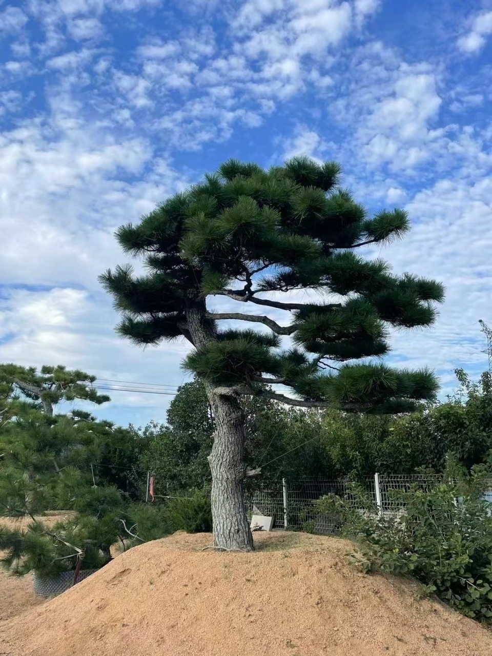 丽景造型黑松图片