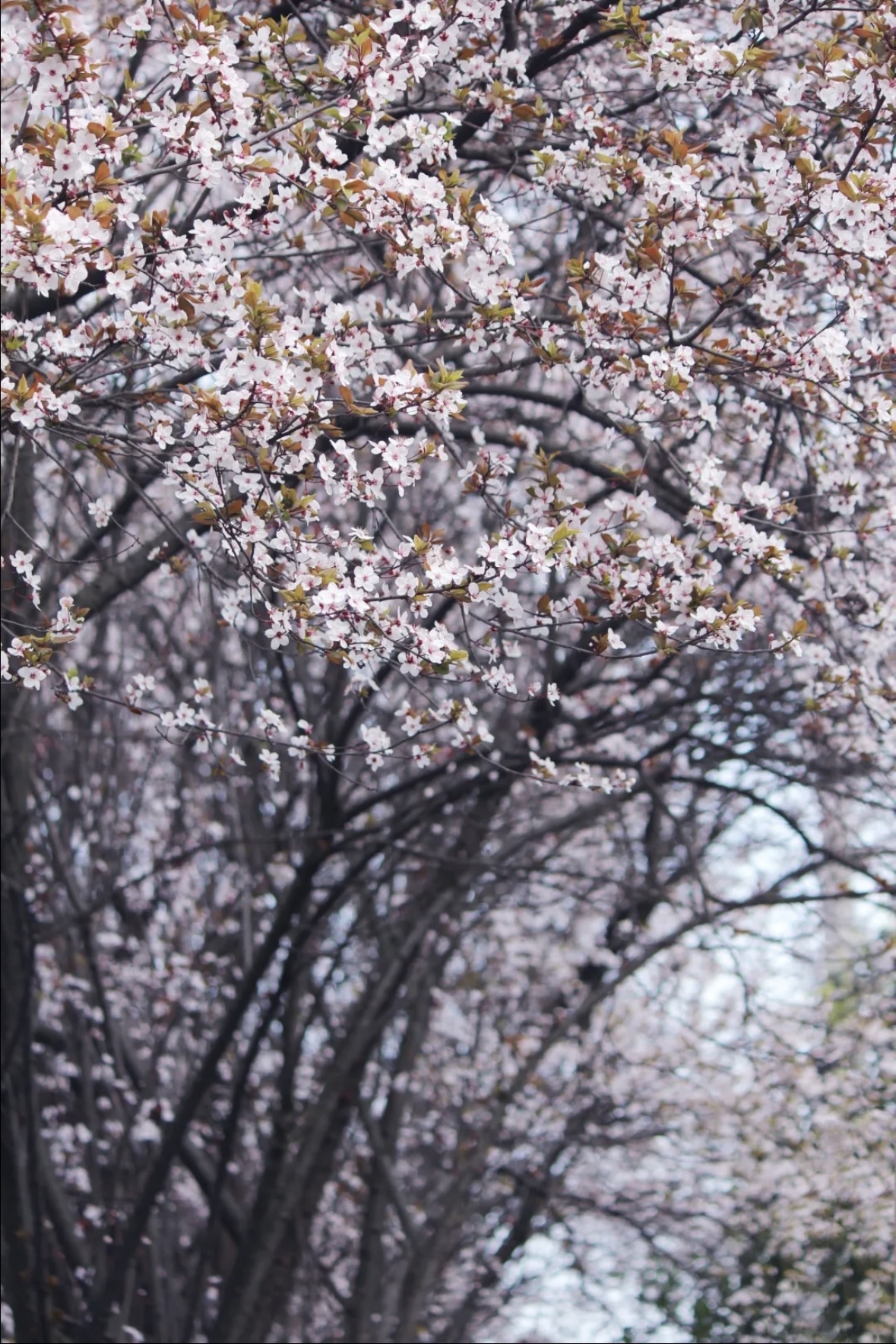 紫叶李开花时间图片