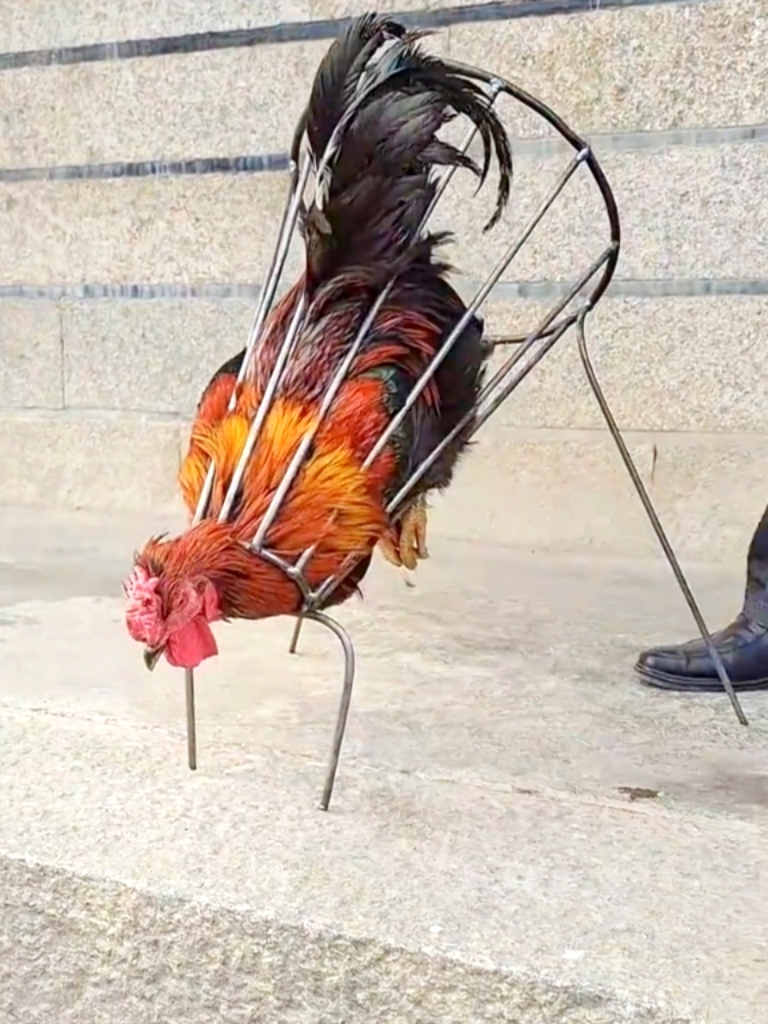 这个杀鸡神器,真是高大尚,头一次见,用起会不会得心应手,随心所欲呢?