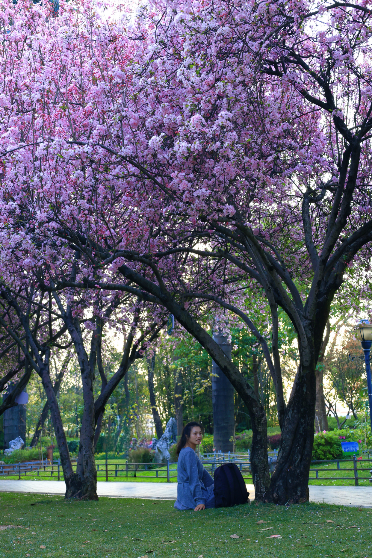 昆明西华园的垂丝海棠盛开了