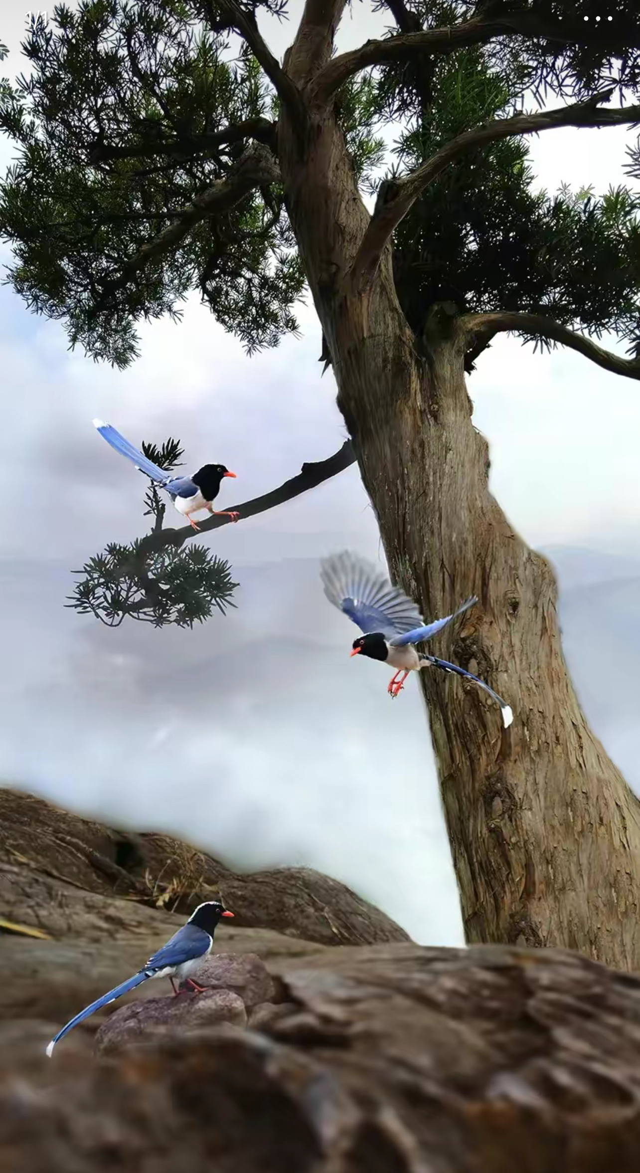 云雾山中绕 松间林鸟啼@洪霖之眼的动态