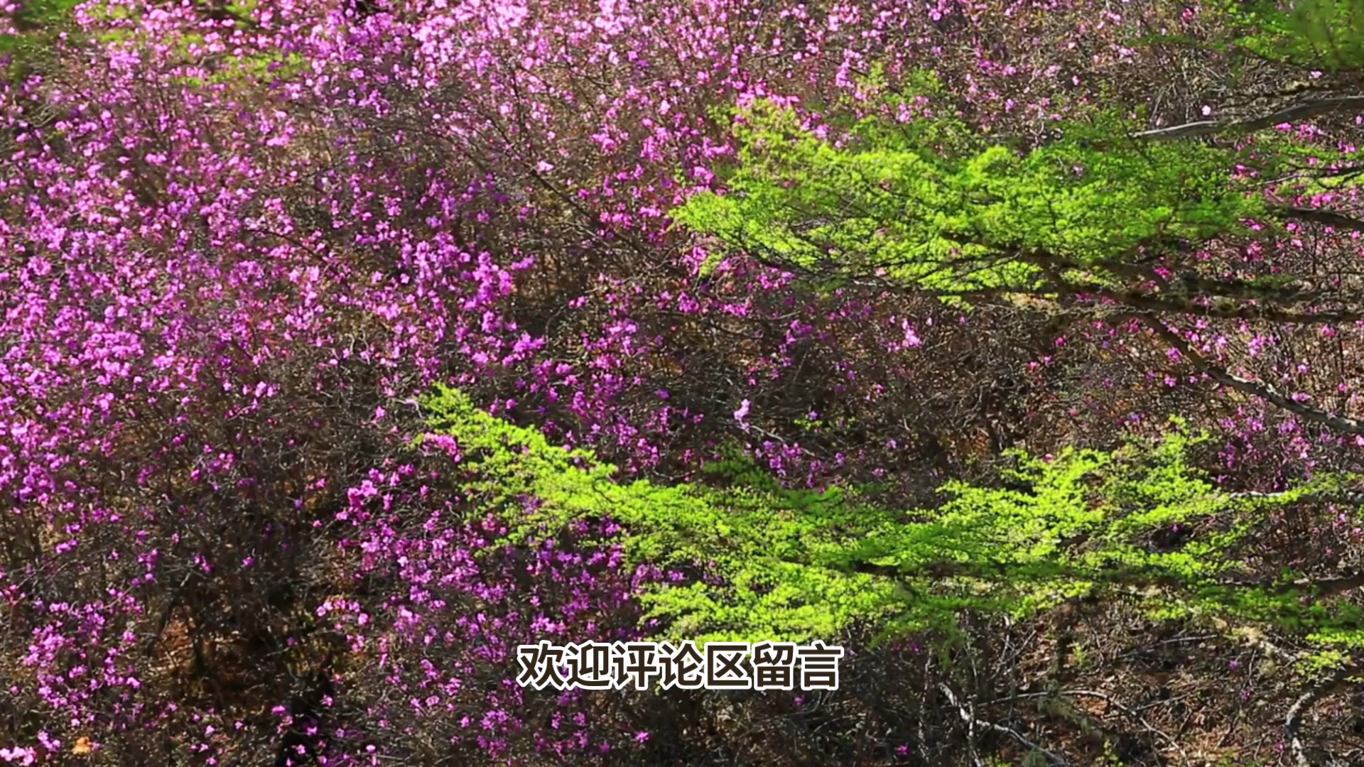 兴安杜鹃花游玩攻略