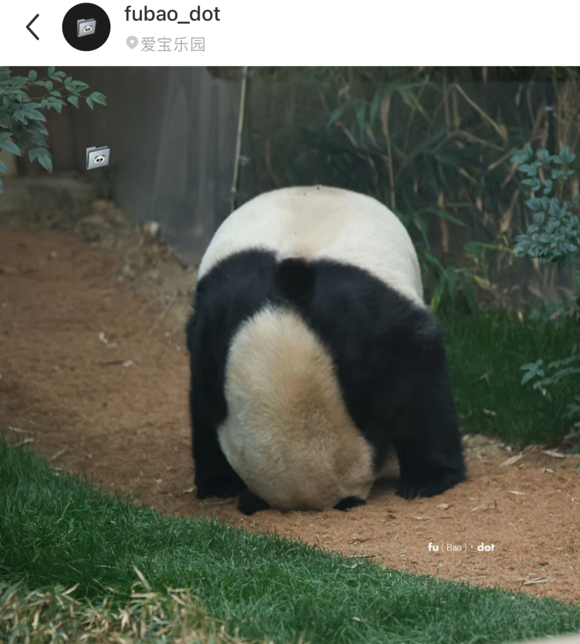 福宝认真翻跟头还是觉得好笑,网友:福宝好可爱,最后的pose表情好严肃