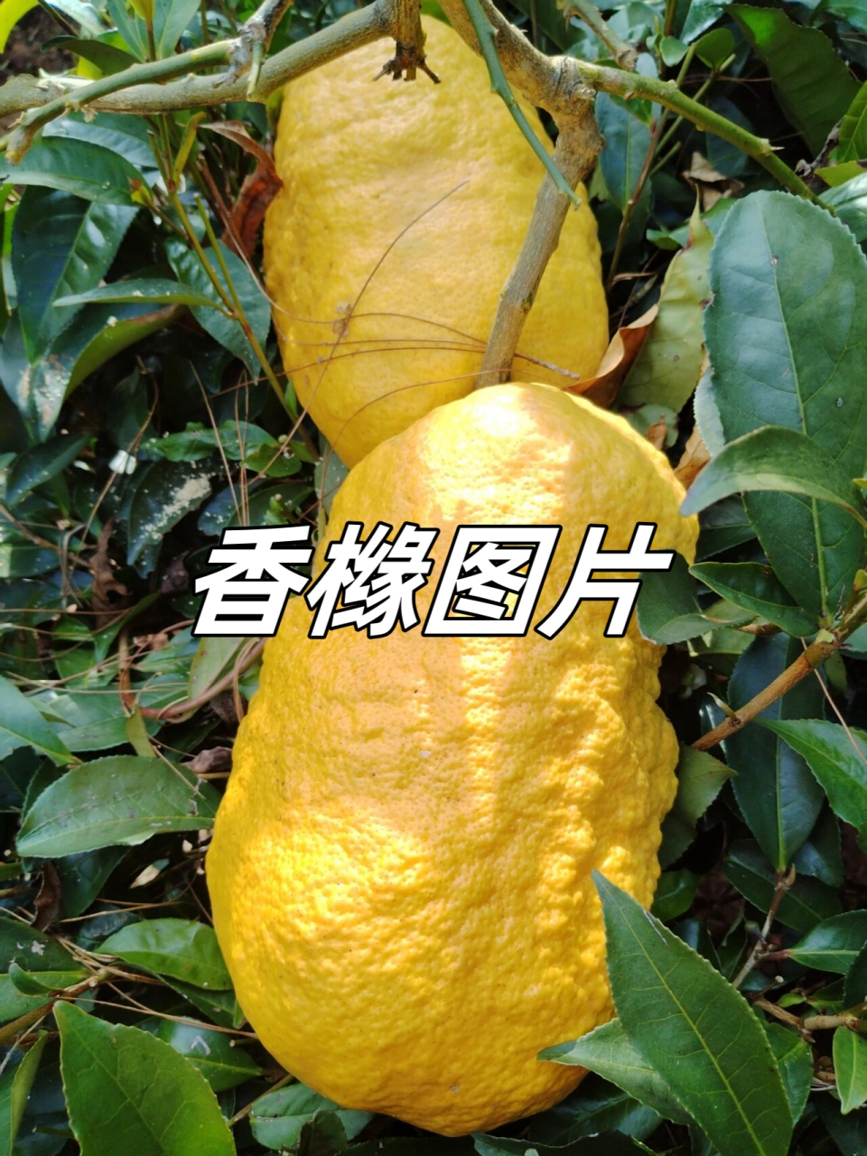 香橼图片  99香橼,一种散发着清新香气的水果,宛如大自然的馈赠97