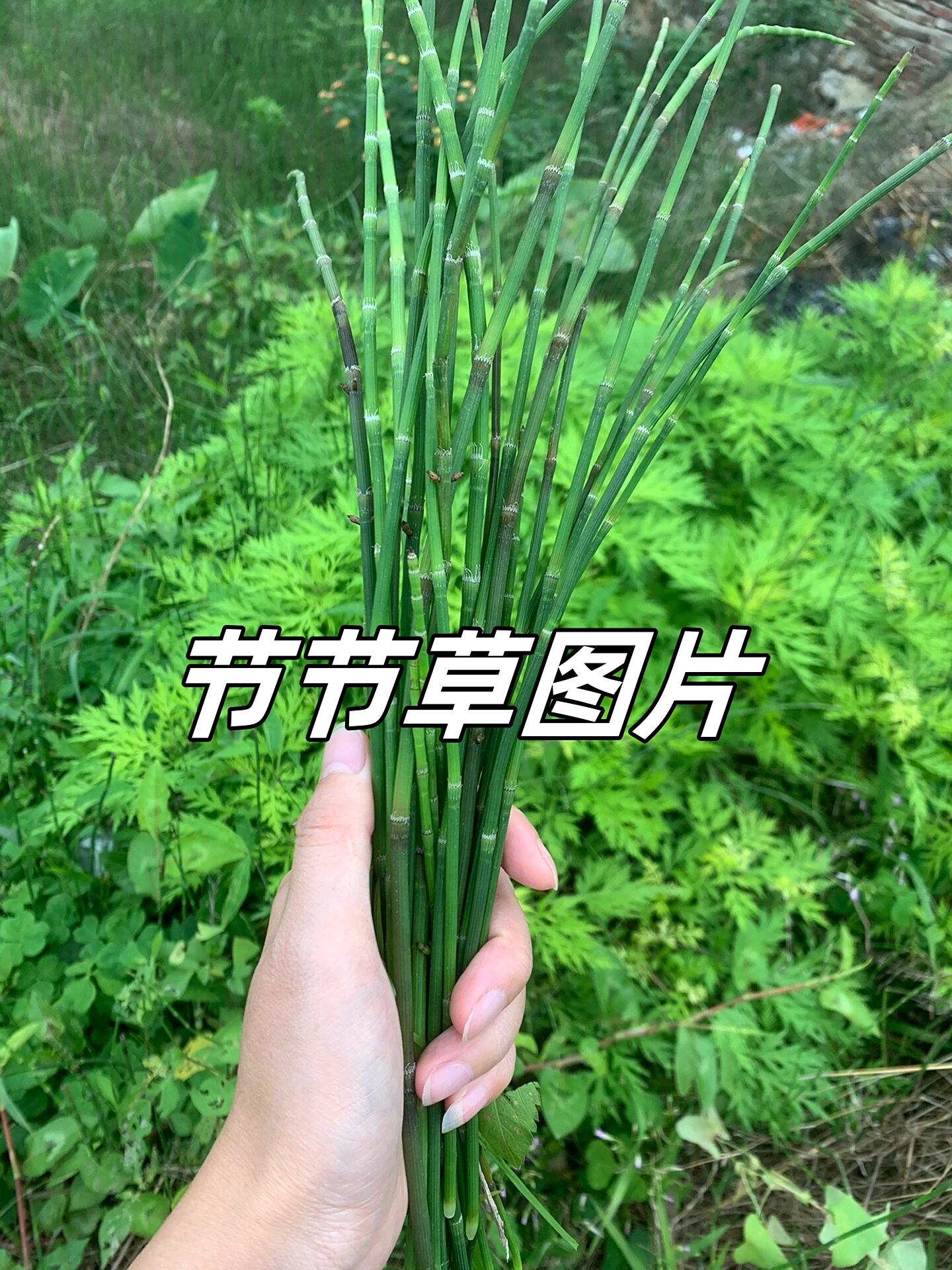 节节草,一种独特而神奇的植物,它的名字就体现了它的特点