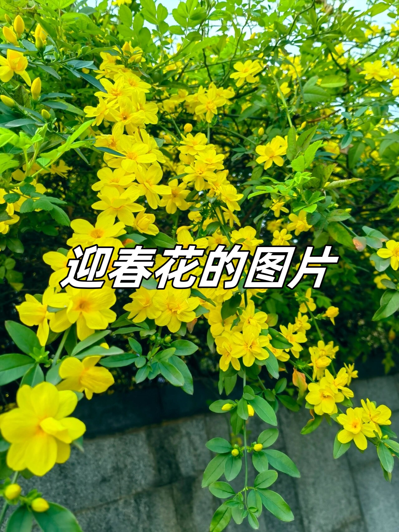 描写迎春花的样子图片