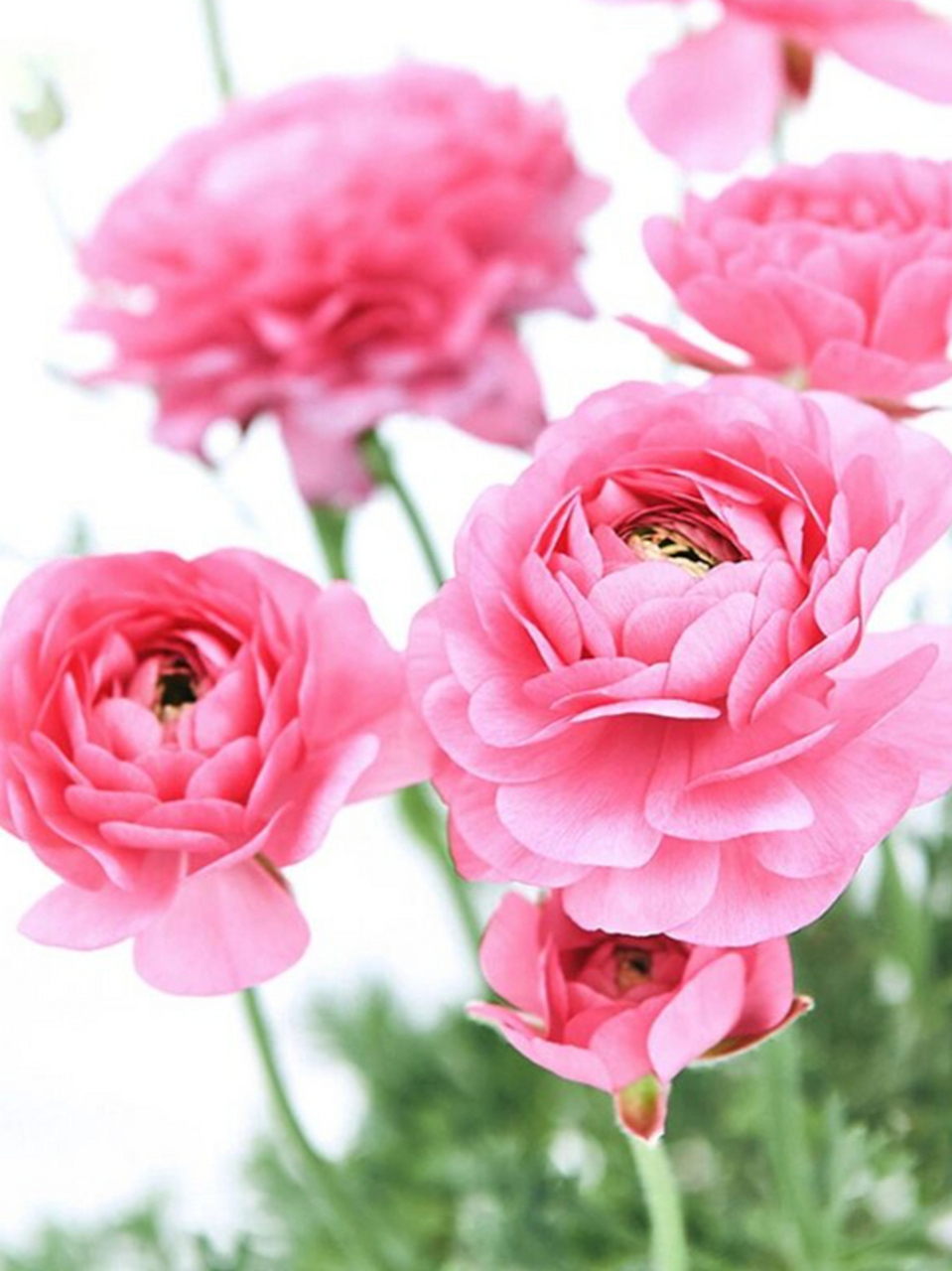 芹叶牡丹的养殖方法和注意事项  牡丹是花中之王,象征着高贵,繁荣