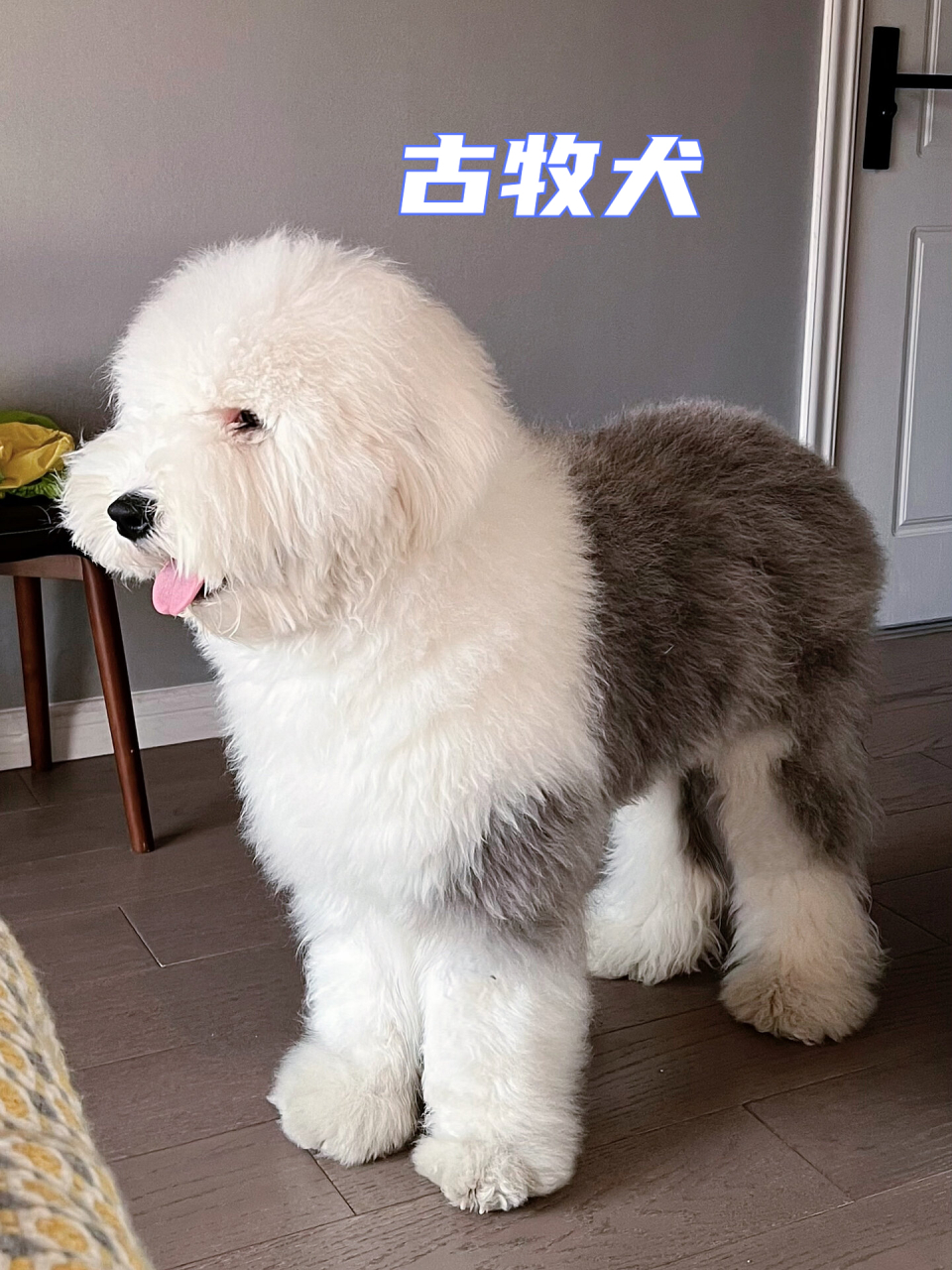 古牧犬图片  给大家介绍一个我不常见的可爱小狗,这是一只古牧犬,那么