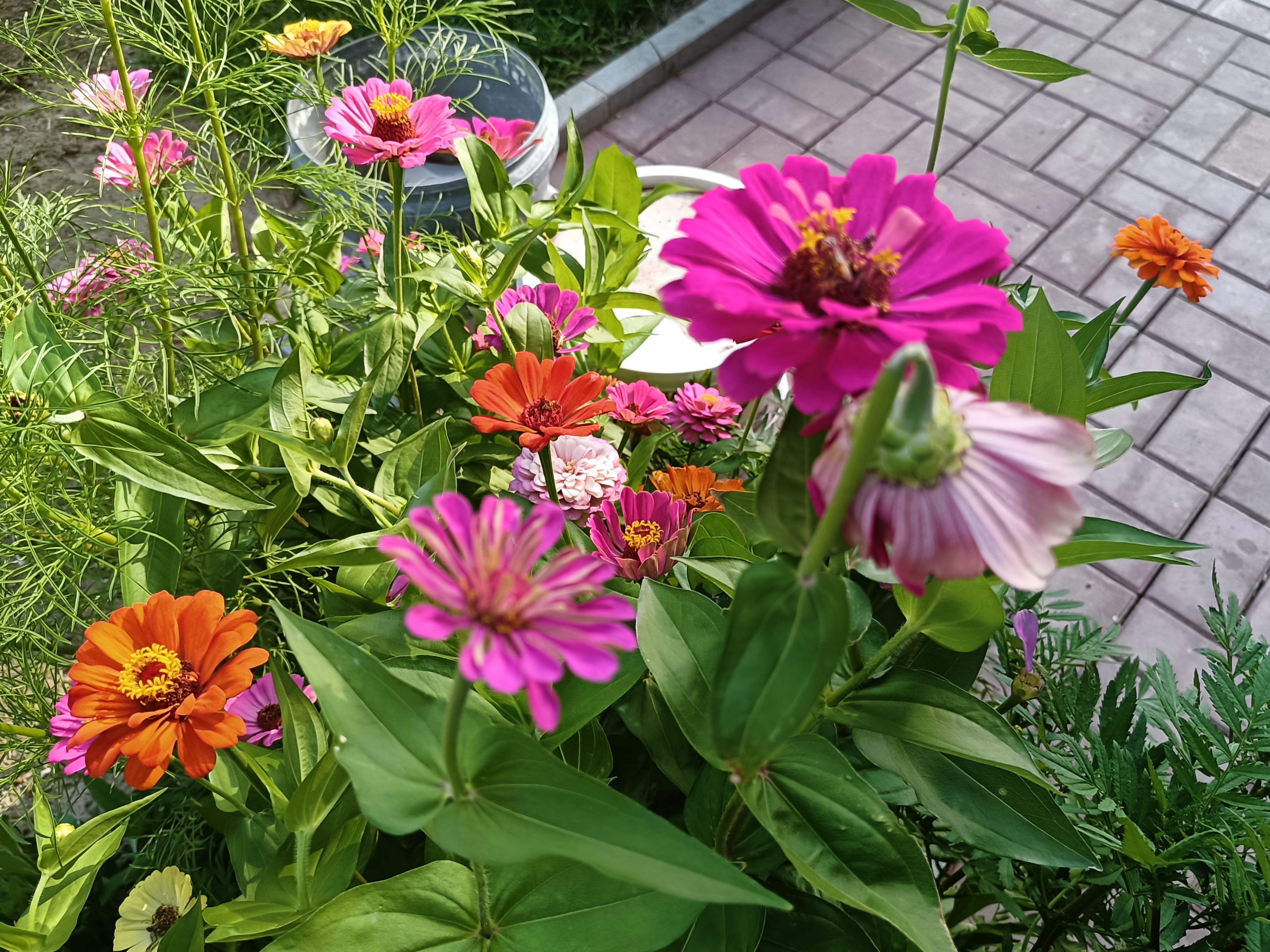 百日草花海,浪漫初夏的邂逅