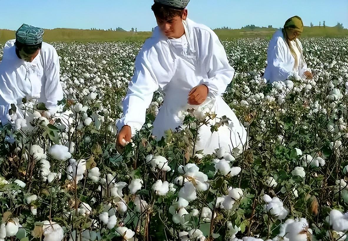 关于为何会进口大量棉花这件事情,对此感到疑惑的人并不在少数,我国的