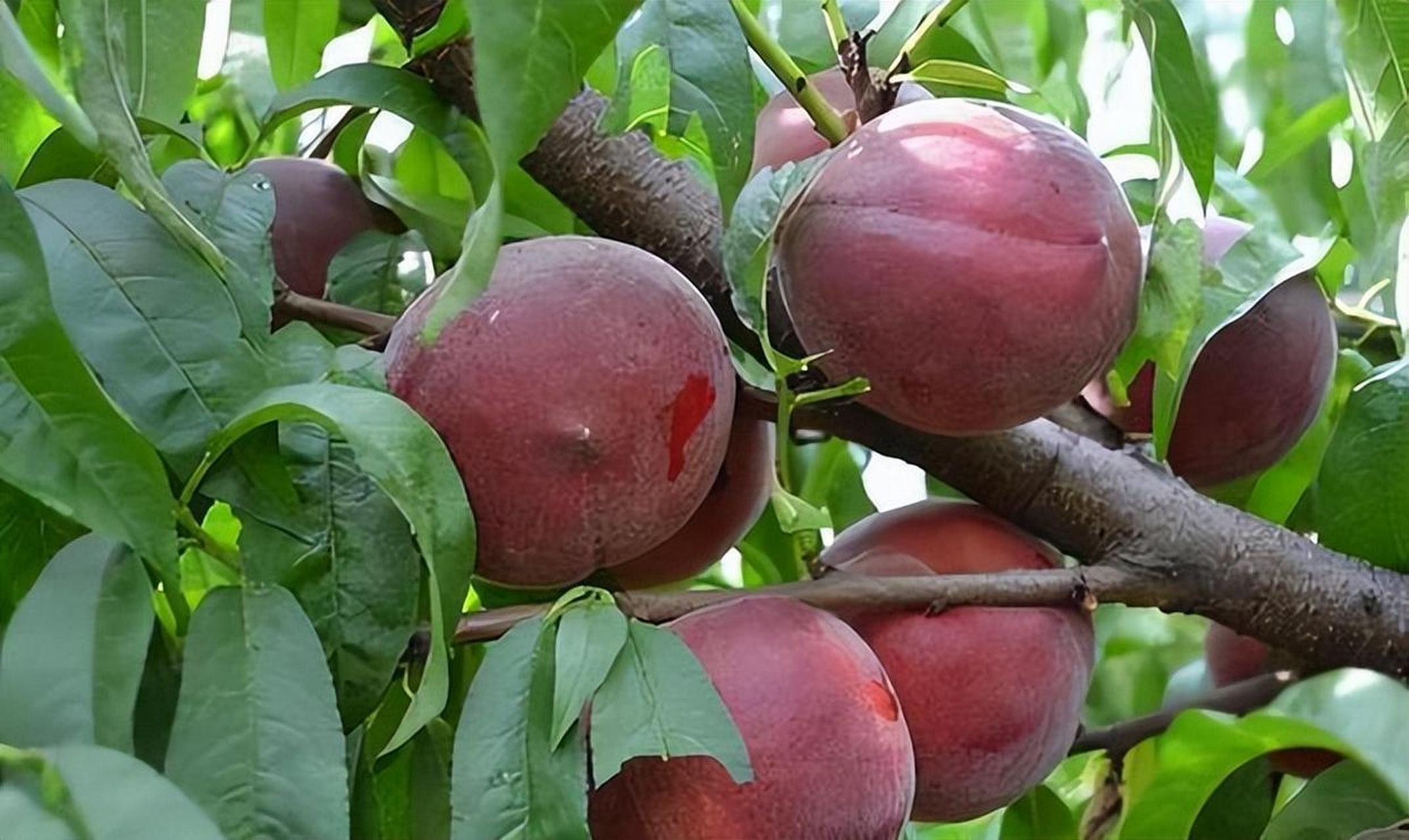 黑桃,一种让你既满足味蕾又健康满满的神奇水果!汁水丰富甘甜无比.