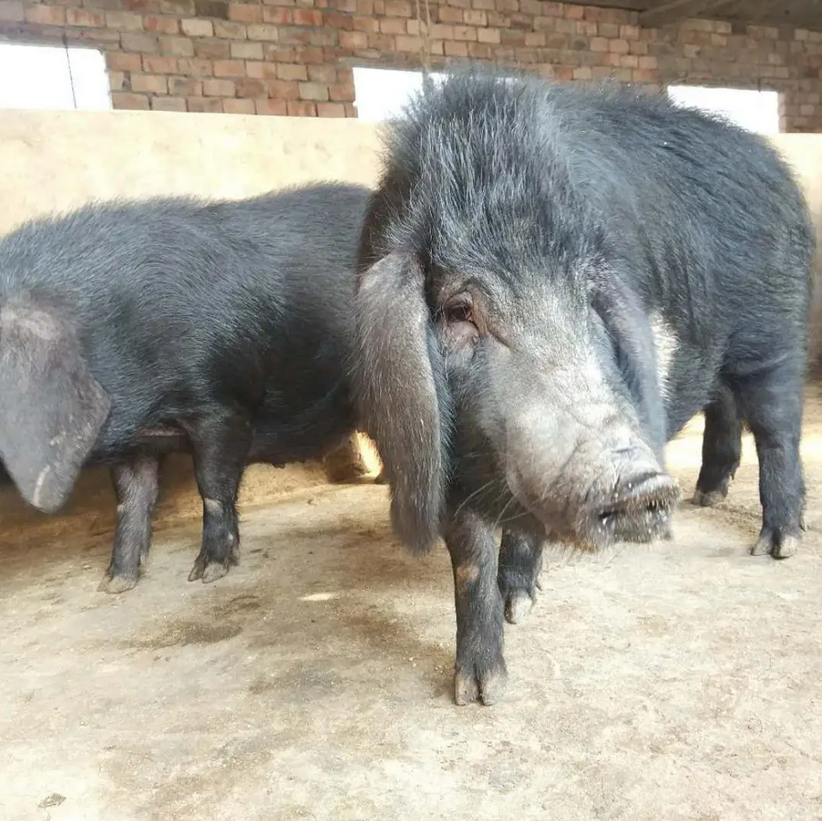 2009年男子花6万买瘸腿病猪当宝贝养8年后病猪帮他年入3000万