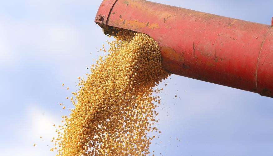 把俄美大豆进行对比,才彻底明白,为何80%的进口大豆源于美国!