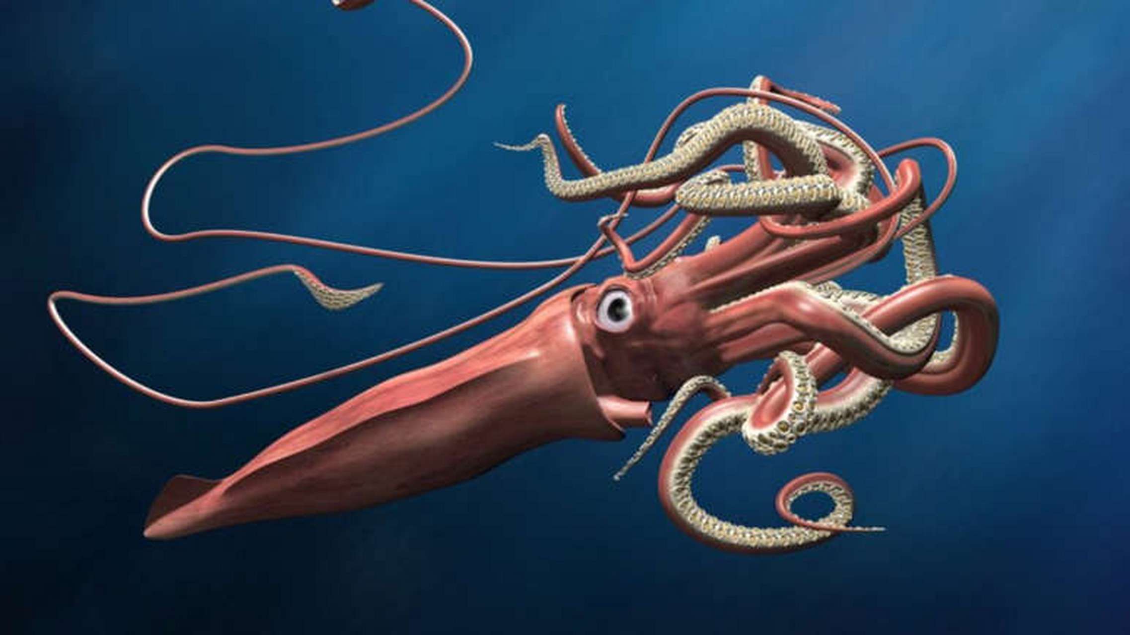 动物小知识:海洋里的恐怖动物 巨型乌贼  顾名思义,这是一种非常大的