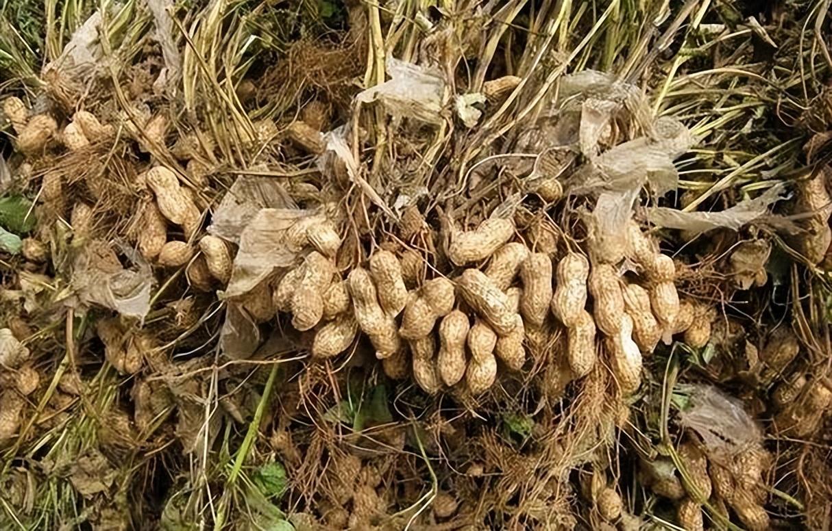 花生秧收购,成本400元卖1200元,两个月收几十万!