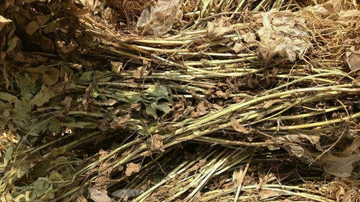 花生秧收购,成本400元卖1200元,两个月收几十万!