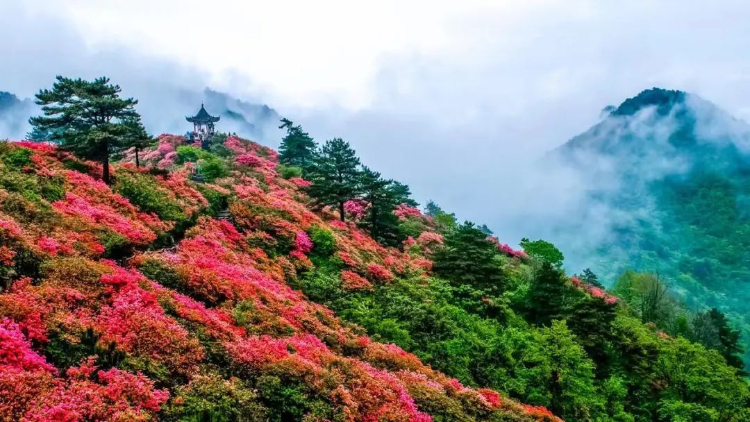 麻城龟峰山杜鹃花最佳观赏时间