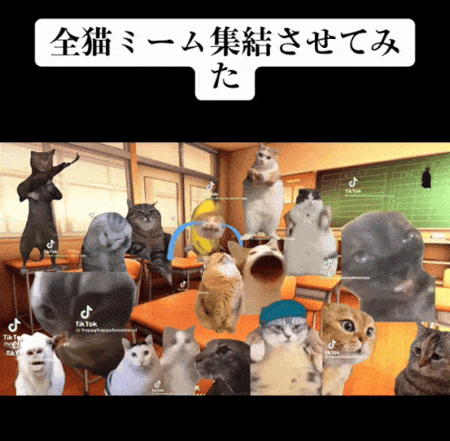 猫meme风靡海内外从表情包到日常vlog,"猫meme"视频到底是怎么走红的?