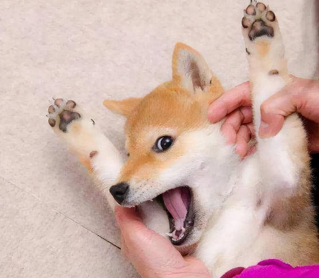 原来主人"摸狗爪"时,在狗眼中,不是因为爱它!