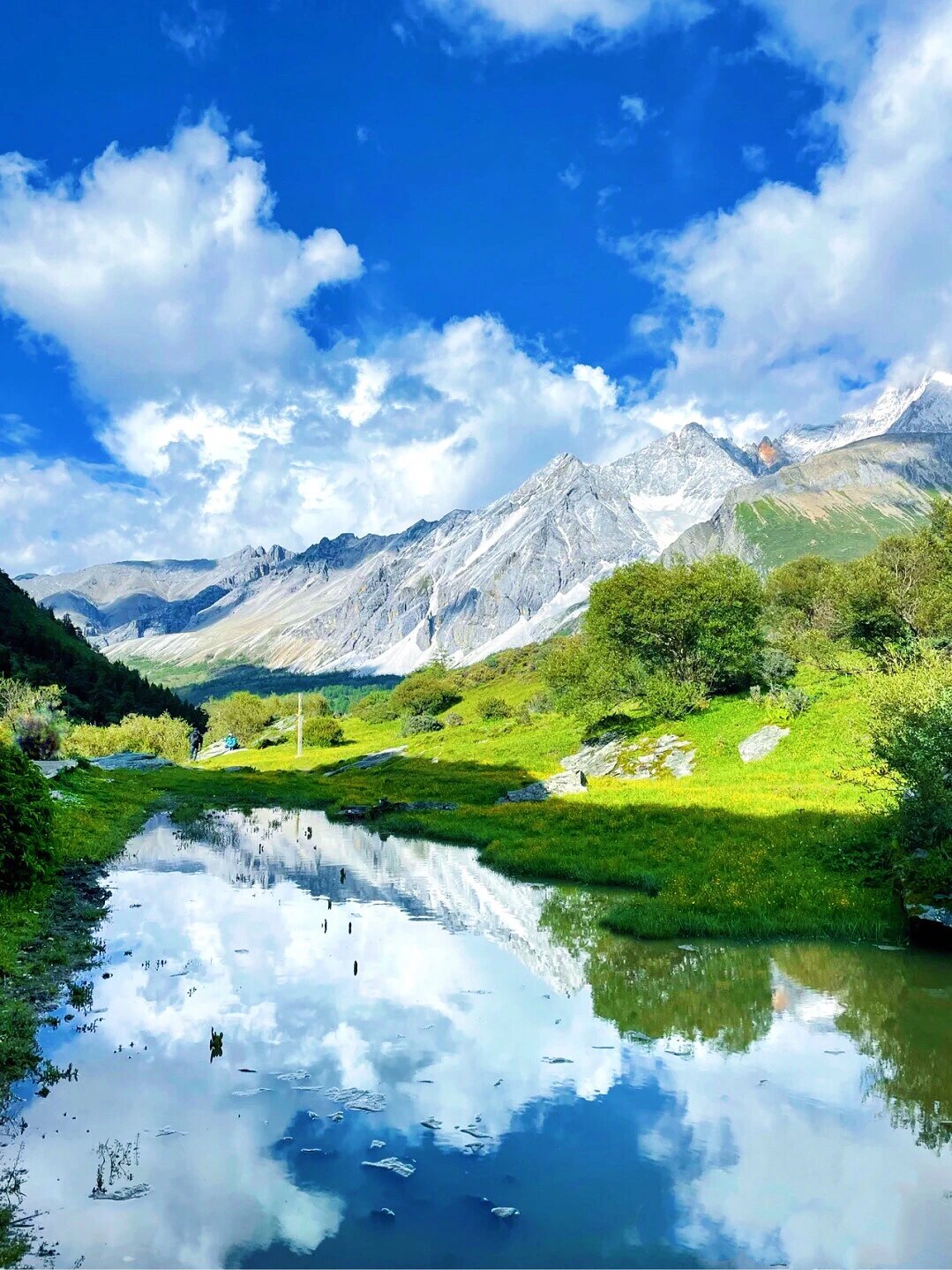 稻城亚丁的洛绒牛场,是梦中的那片花海