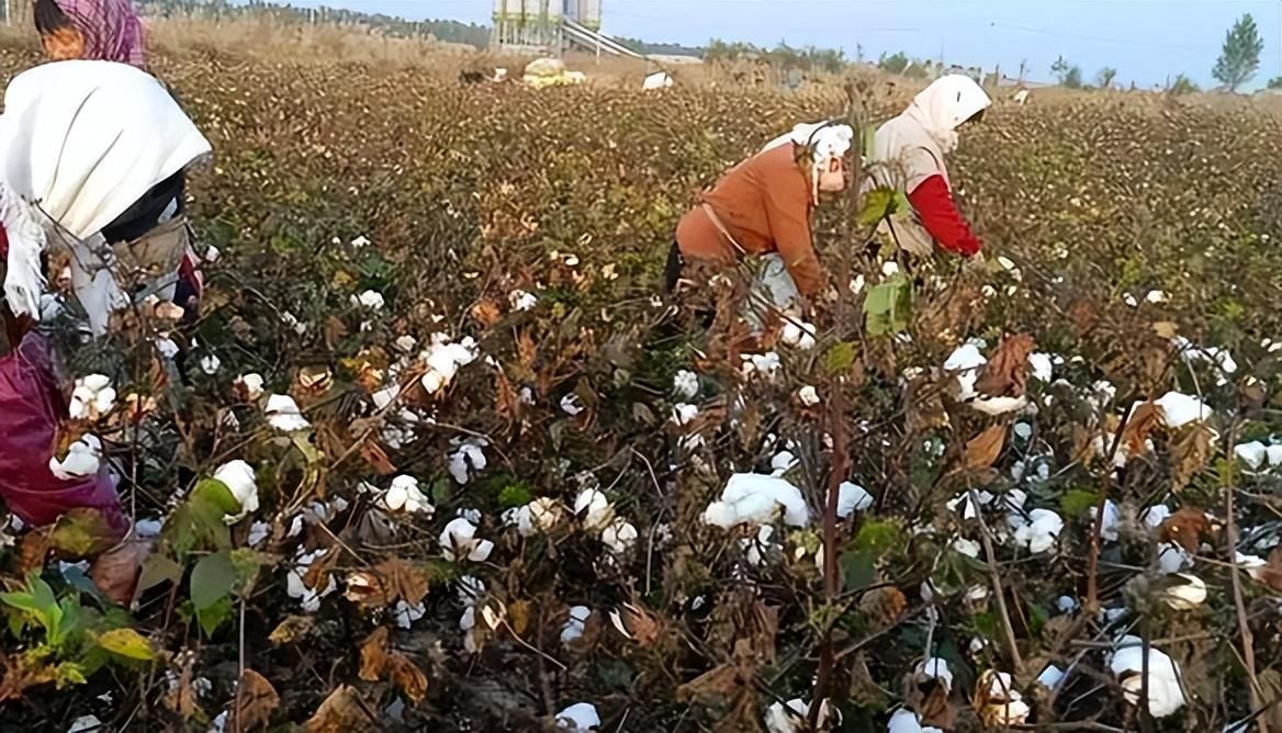 中国新疆棉花事件图片