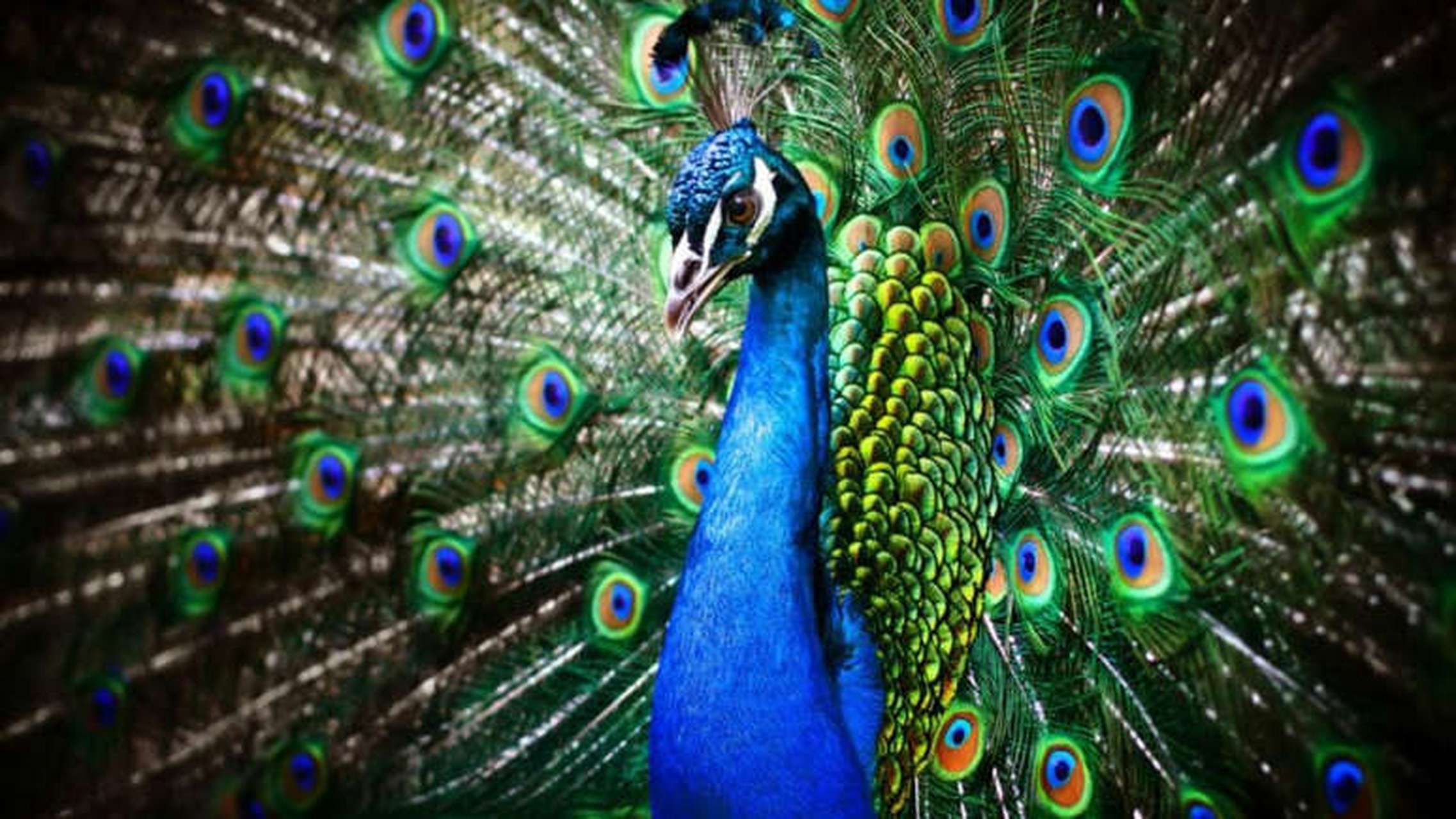 然而,蓝色并不是孔雀中最稀有的颜色.