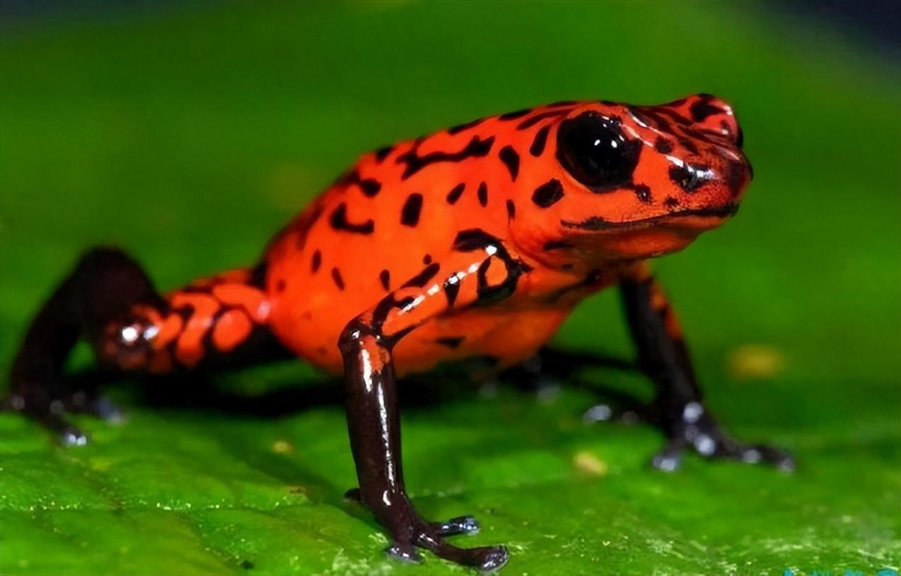 一碰即亡一次可以毒死100个成年人盘点地球上最毒的5种动物