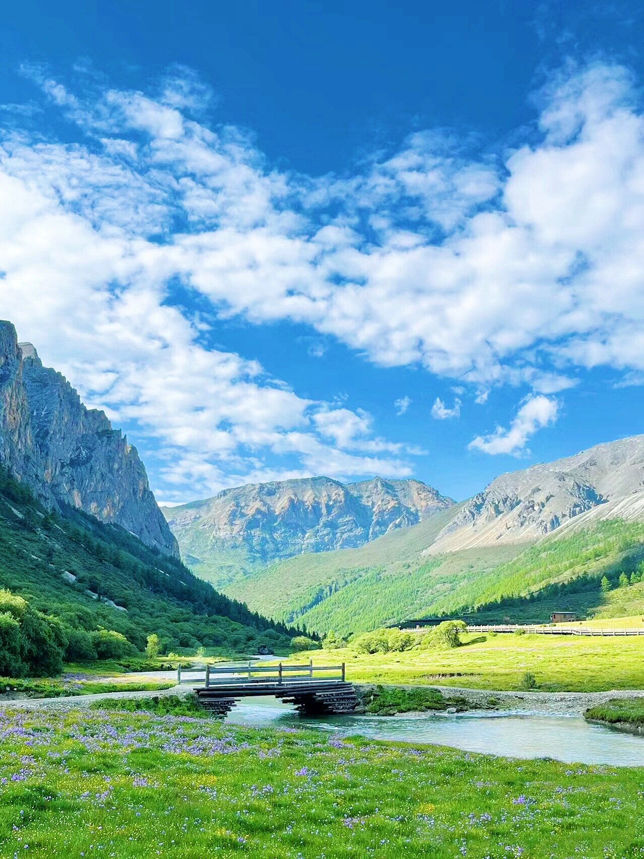 稻城亚丁的洛绒牛场,是梦中的那片花海