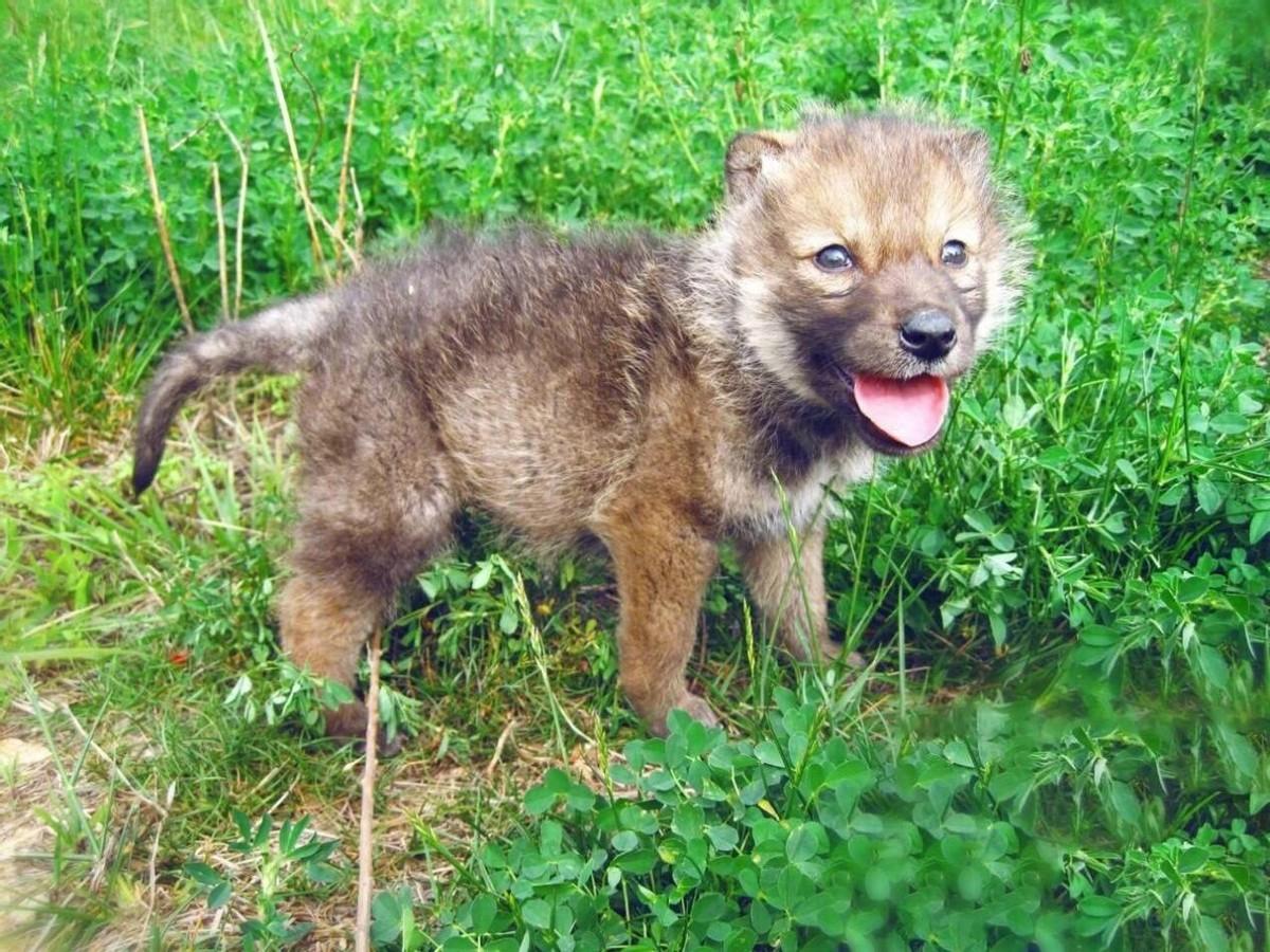 2010年,四川女子养狼做"儿子",10年后在草原相认,结局催人泪下