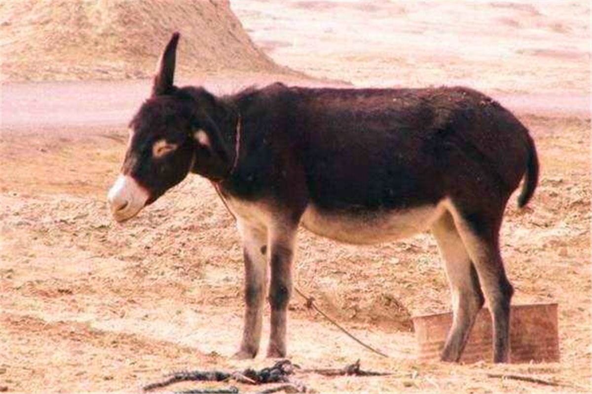 08年山东大爷从驴肚子掏出大石头有人开价50万他都不肯卖