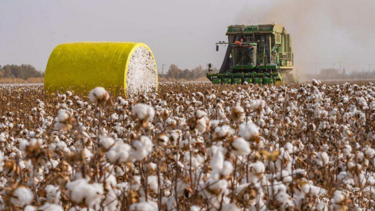 回顾:我国每年进口近200万吨棉花,却将新疆棉出口,这是为何?